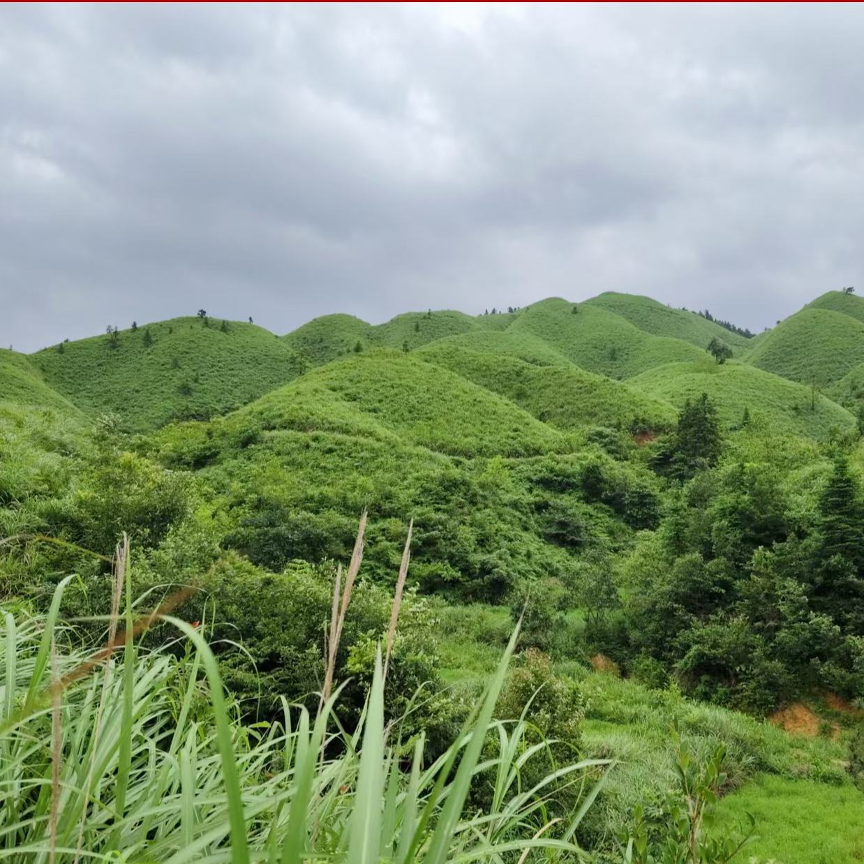 近年來，黎平縣將生態文明建設作為重大民生工程來抓，讓“綠色海洋”產生“金色效益”，美了鄉村富了民。