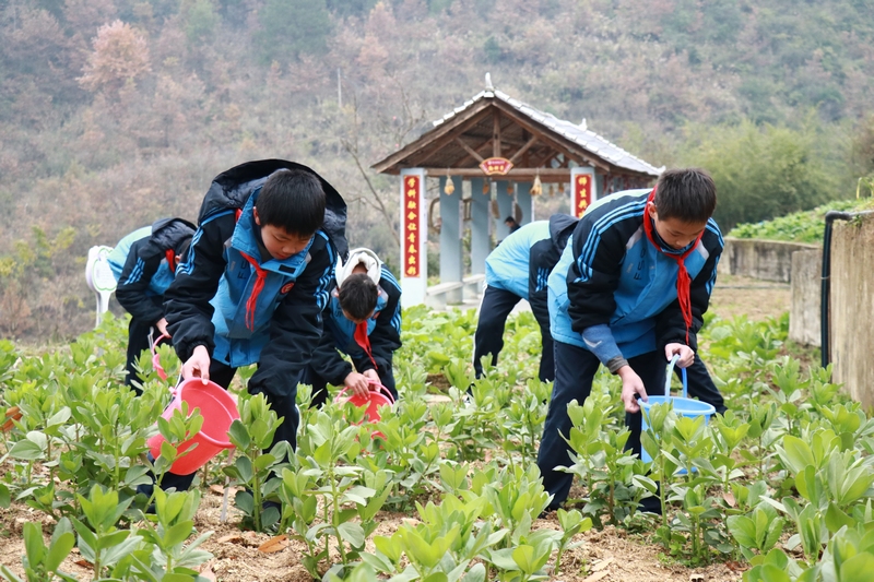 2 图为学生开展劳动实践 郑孟庭 摄