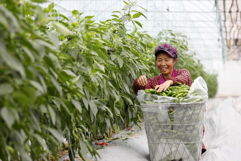 村民在蔬菜种植基地采摘辣椒