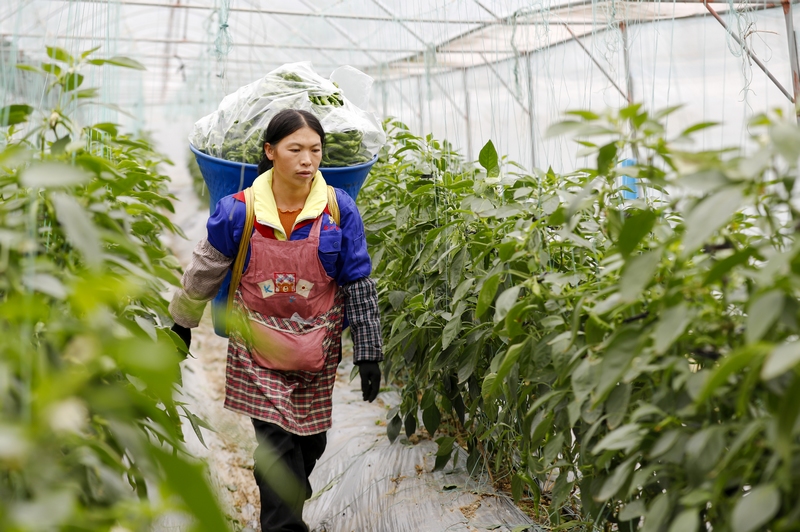 村民在蔬菜种植基地搬运辣椒