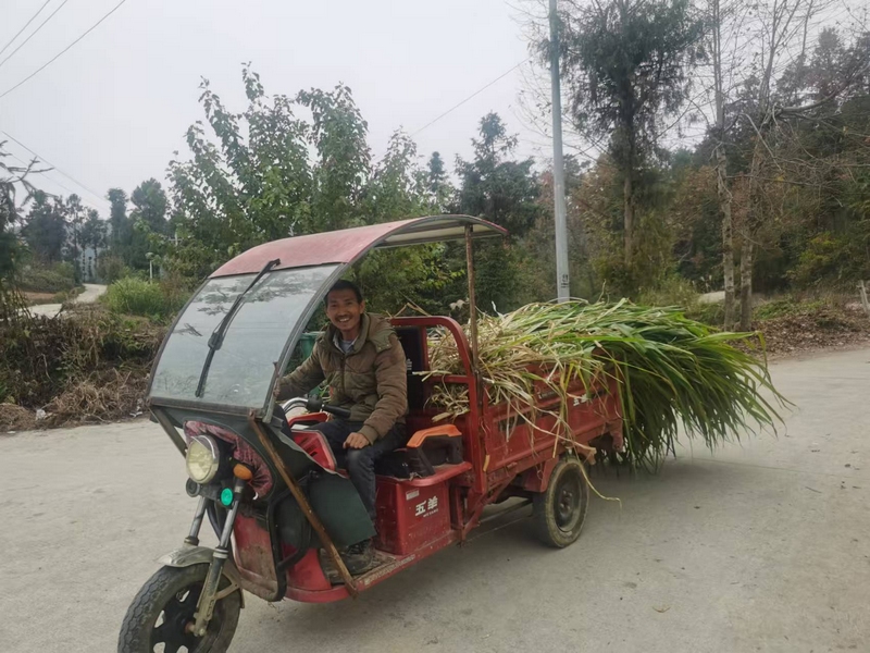 正在拉草料的王国兵（涂显钊 摄）