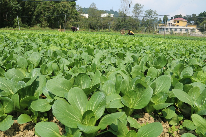 石抗坝村蔬菜基地。
