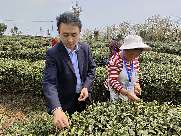 工作室成员下乡和茶农采摘茶叶