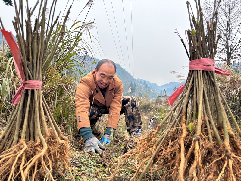 图为：种植山桐子树苗 (2)