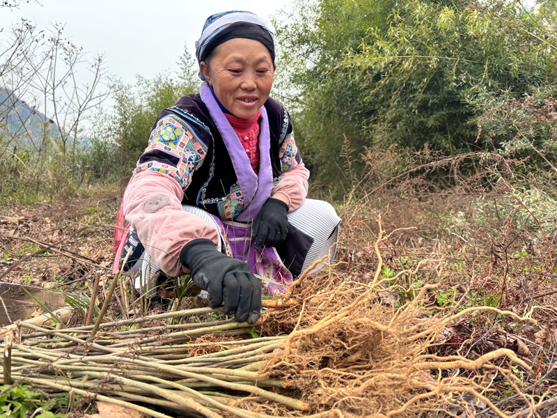 图为：种植山桐子树苗