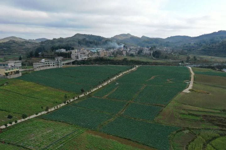 精品蔬菜种植基地。.jpg