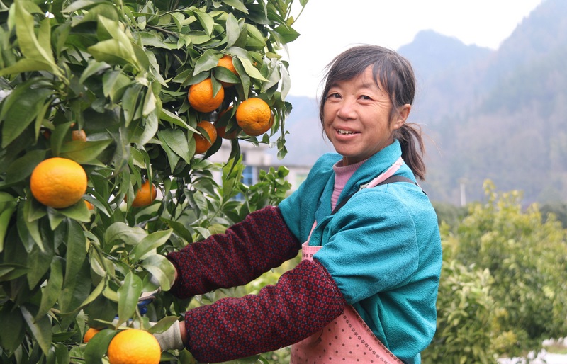 1 黑水镇朝阳村柑橘成熟。.jpg