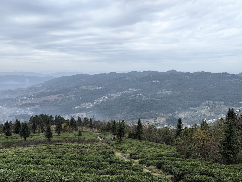 1 茶园。.jpg