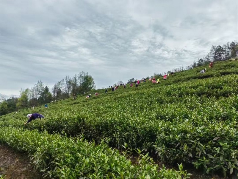 2 茶园忙碌景象。.jpg