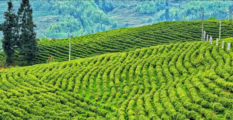 中寨鎮志強村“白葉一號”茶園。