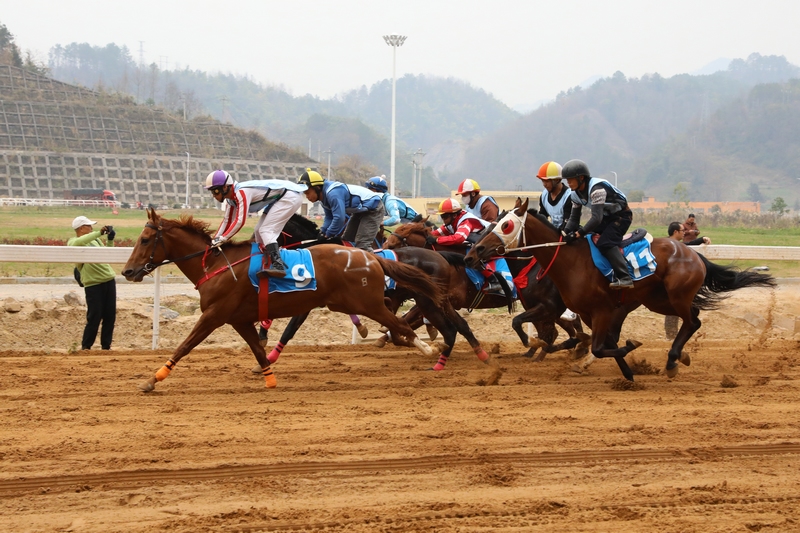 3 “村马”比赛现场