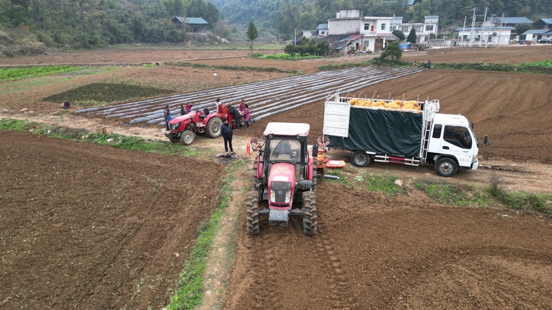 1 思南县邵家桥镇先锋村马铃薯示范种植基地1孙磊 摄）