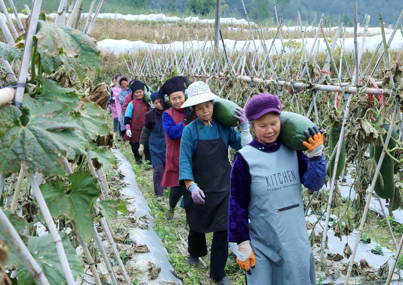 4 冬瓜采收忙 群众笑开颜