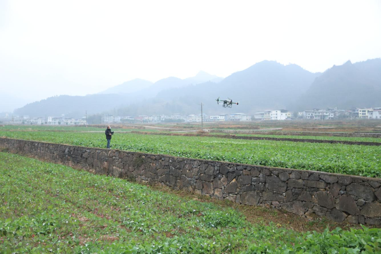 印江寒潮来袭 田间“支招”让12.7万亩油菜安全越冬。