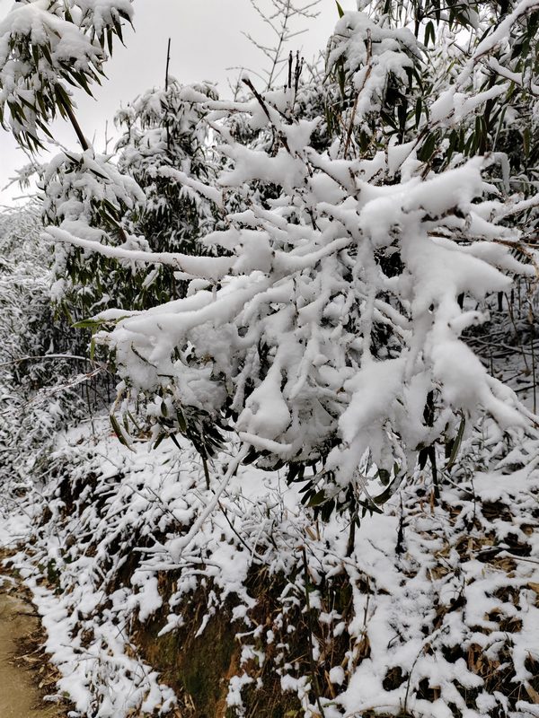 樹枝被積雪壓彎了腰（習水縣融媒體中心供圖）.jpg