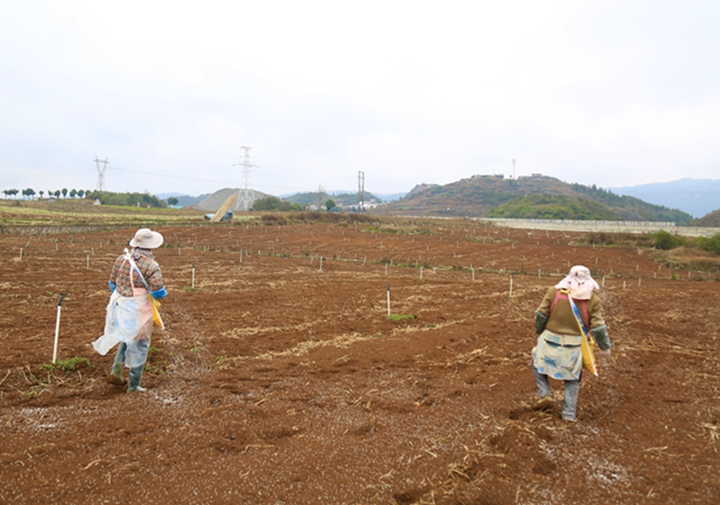 高田村黃產業。