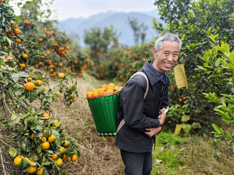 村民蔣明權採摘沃柑.jpg