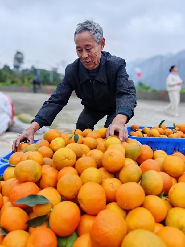 村民蔣明權正忙著沃柑搬運.jpg