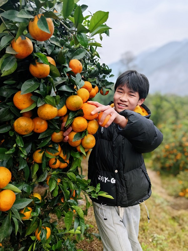 顧客正在採摘沃柑1.jpg