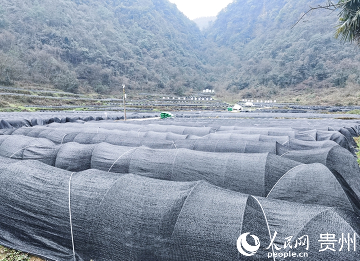 蚜虫繁育基地。人民网记者 王秀芳摄