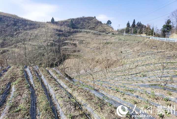 盐肤木种植基地一隅。人民网记者 王秀芳摄