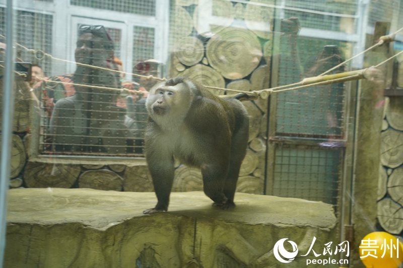 外媒記者打卡黔靈山公園的網紅動物“小老費”。人民網 陽茜攝