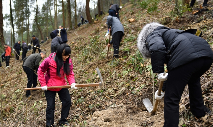 1、娄山关街道植树现场。 王印摄