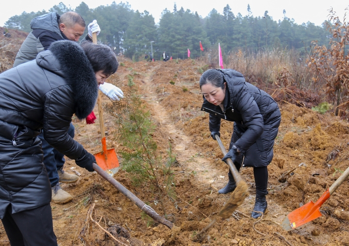 赫章縣委副書記、縣長駱麗紅在植樹。陳春志攝