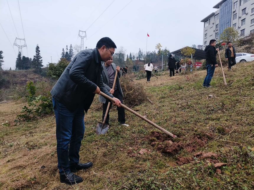 大坡镇干部们植树一角。