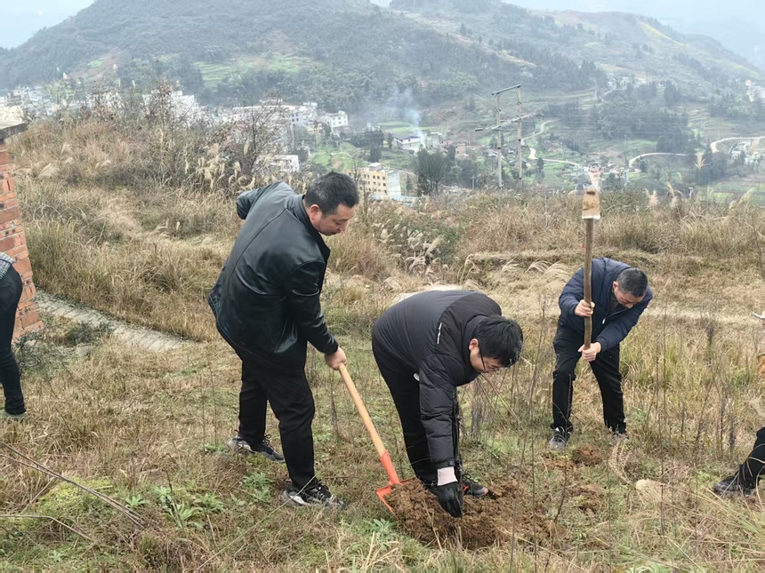 永安镇植树现场。