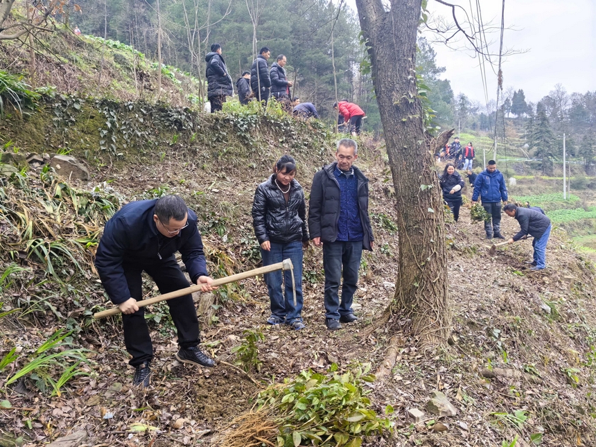 仙源镇植树现场。