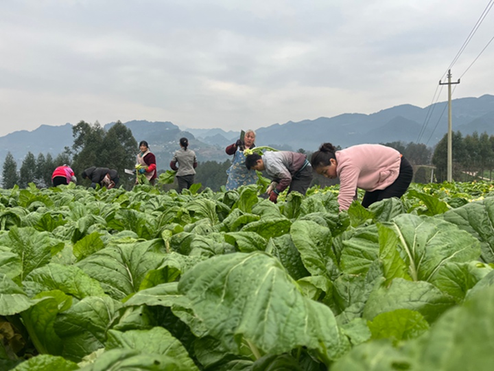 彎腰採收羊角菜的村民們 。