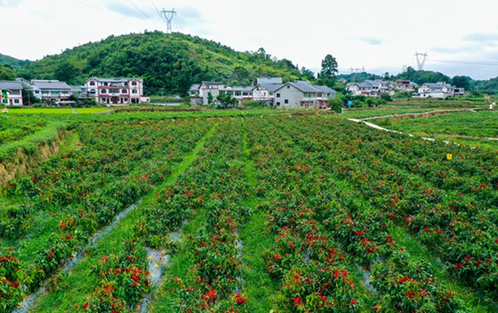 遵义市鸭溪镇乐理辣椒种植基地。