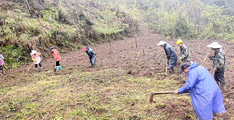 村民们主动帮忙清理杂草（习水县融媒体中心供图）.jpg