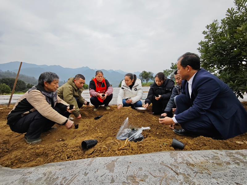 1、仁懷市魯班街道八竹村鮮食玉米育苗現場。.jpg