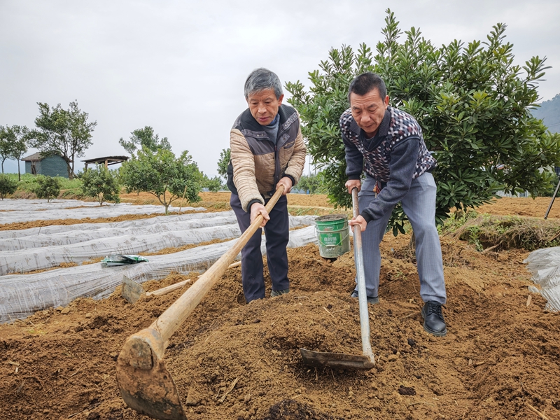 3、仁懷市魯班街道八竹村鮮食玉米育苗現場。.jpg