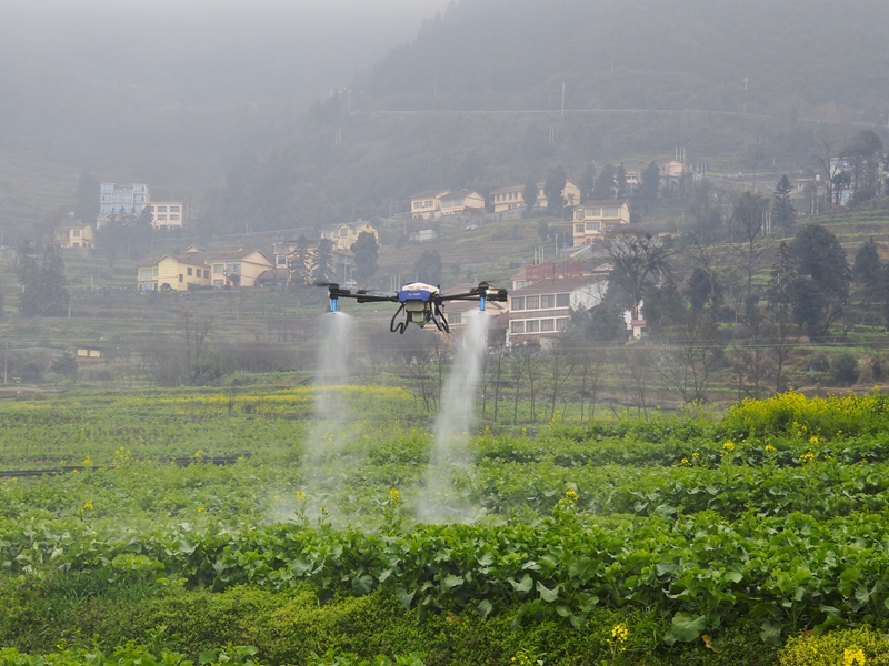 5、植保無人機在油菜田上空來回穿梭.jpg