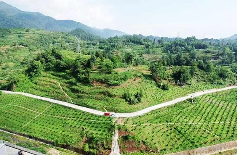 1 水果种植基地.jpg