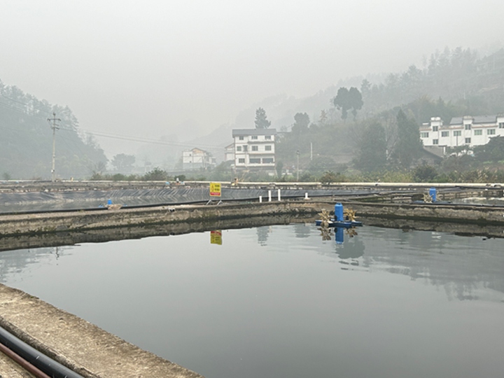 桐梓县新站镇关仓村的县级禾花鲤原良种基地。邱莉娅摄