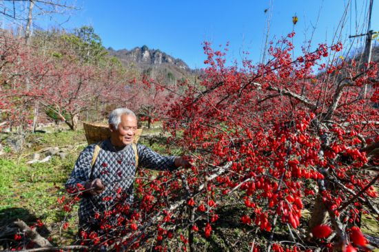 村民採摘山茱萸（資料圖）。陳飛攝