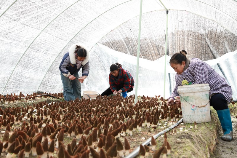 工人正在採收羊肚菌。張碧桃攝