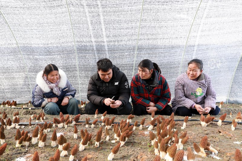 技術員在給工人講解羊肚菌採摘技巧。張碧桃攝