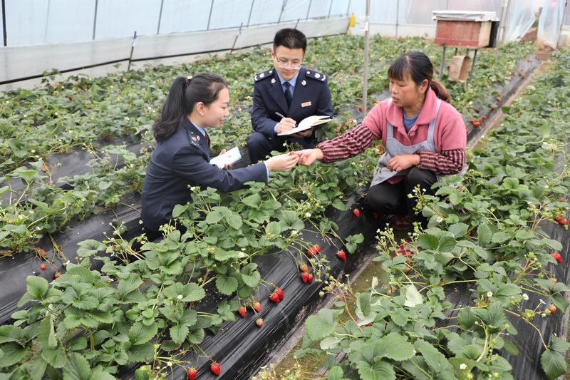 早春時節，搶抓農時。普安縣稅務局“助農小分隊”到草莓種植園問需送策。呂青黛攝