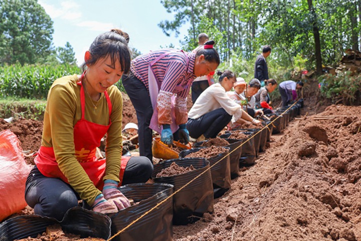 务工群众正在往营养桶里装土和放菌木。岳刚摄