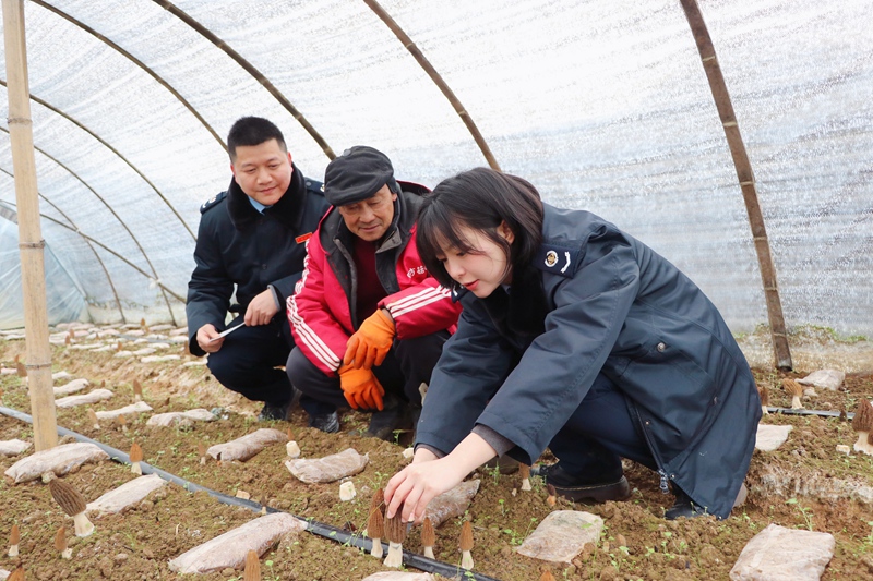 圖1：丹寨縣稅務局圖：丹寨縣稅務局干部職工深入羊肚菌菌床了解羊肚菌長勢