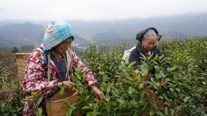 1 圖為鎮寧本寨鎮春茶飄香採摘忙 茶園吐綠送希望。