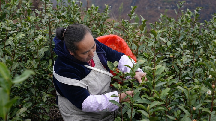 2 圖為鎮寧本寨鎮春茶飄香採摘忙 茶園吐綠送希望。