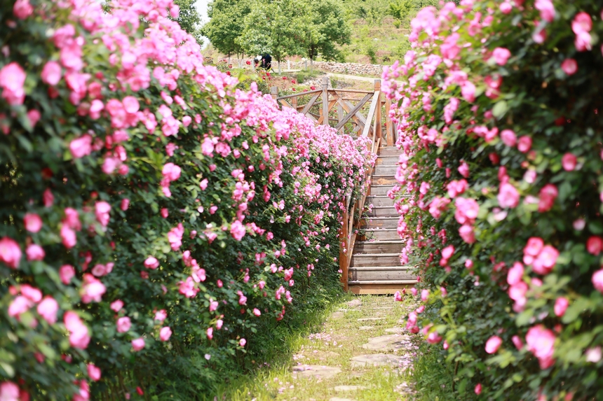 花漾河畔的玫瑰庄園。花漾河畔庄園供圖