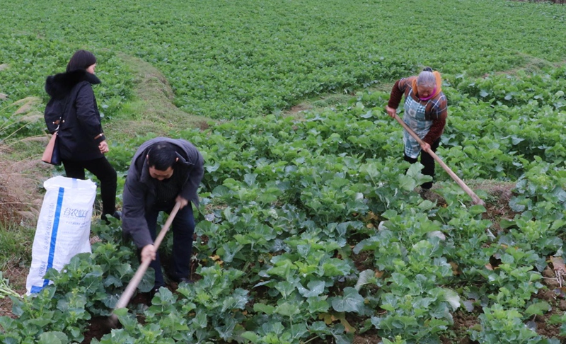 图为：毛云乡油菜地 (2)