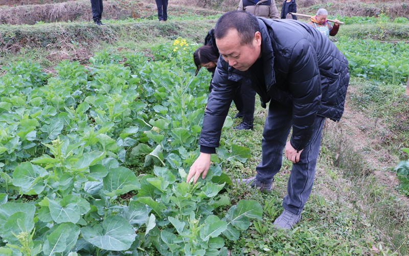 图为：毛云乡油菜地 (5)